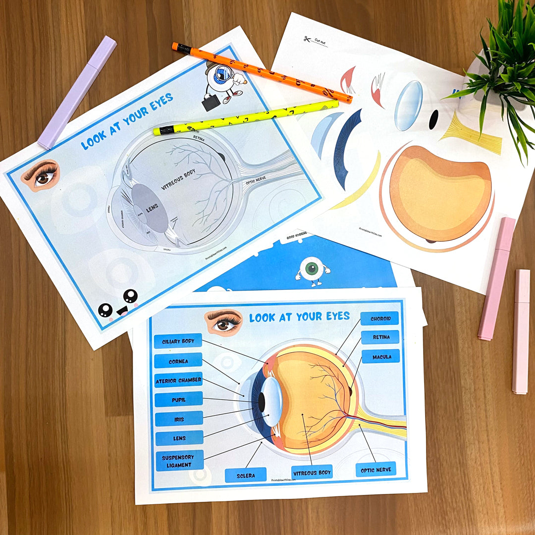 Human Anatomy Busy Book Printable Preschool Worksheets | Homeschool Resources | Anatomy Preschool Curriculum | Learning Toddler Activities